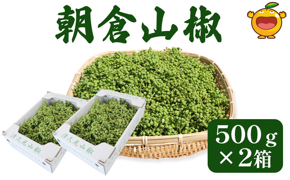 
数量限定！朝倉山椒 500ｇ×2箱 生山椒 枝付き さんしょう サンショウ 花椒 ホアジャオ スパイス 調味料 大分県産 九州産 津久見市 国産
