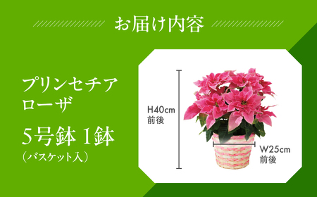 プリンセチア ローザ 観葉植物 植物 5号鉢 人気 おしゃれ かわいい お手入れ 室内 大鉢 中型 インテリア リビング 玄関 寝室 キッチン オフィス プレゼント ギフト 冬 クリスマス フラワーギ
