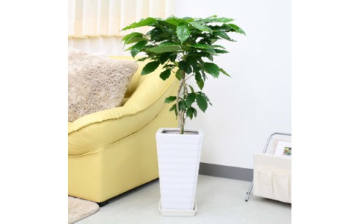 【観葉植物】コーヒーの木 7号 ホワイトスクエア陶器G 土の表面:ウッドチップ【観葉植物 インテリア 部屋 おしゃれ 福岡県 筑前町 送料無料 AG018】【価格改定】