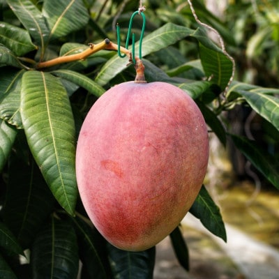 【2026年7月上旬から順次発送・贈答用】島袋さんの完熟アップルマンゴー 2kg(4～5玉)【配送不可地域：離島】