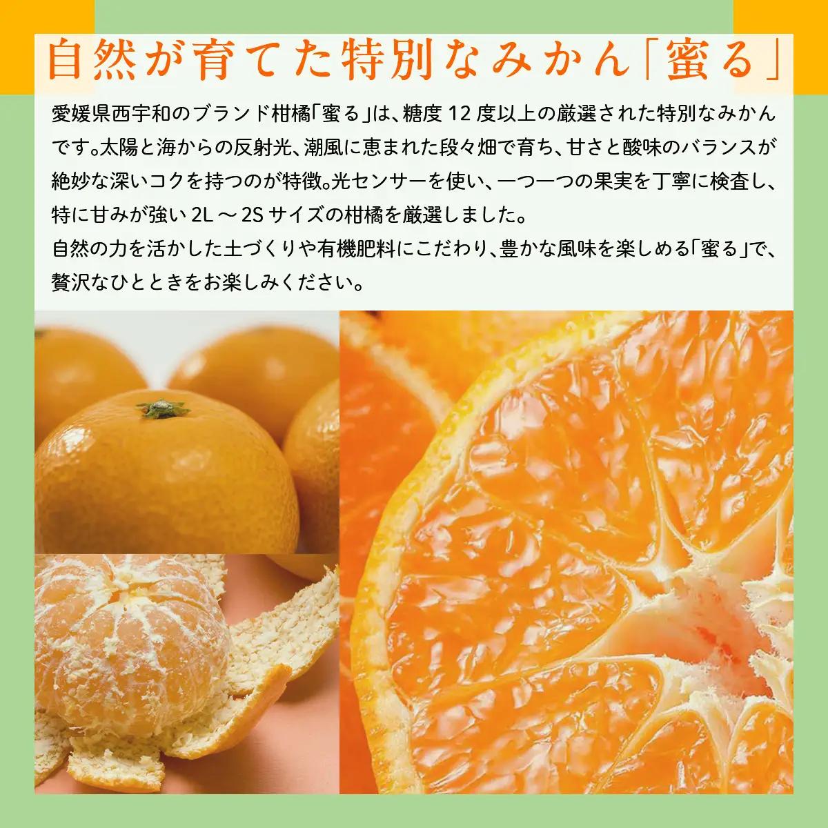 JAにしうわ みつる共選 「蜜る」5kg（2S～2L）2.5kg×2箱 ※離島への配送不可（2026年11月中旬より順次発送予定） 【 柑橘 ミカン みかん 蜜る 生果 】 IKTBC012