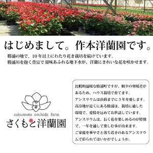 【白】アンスリウム 6号鉢