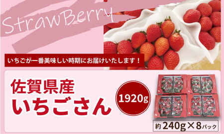 【先行予約令和8年1月配送開始】佐賀県産 いちごさん （ 240g×8P ）有明・潮風ファーム 直送品 果物 くだもの フルーツ 人気 ランキング 高評価 苺 イチゴ C250-015