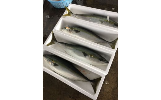 すぐに氷に入れて冷やし、寄付者の方へ直送いたします