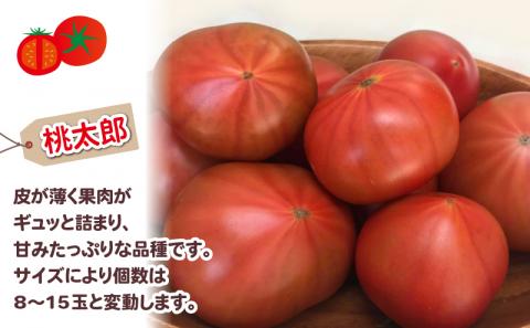 予約受付 トマト ２種類 セット 桃太郎 千果 山本農園 3月末より発送 野菜 とまと  ミニトマト プチトマト リコピン サラダ 食べ比べ 国産 愛媛 宇和島 F012-128001