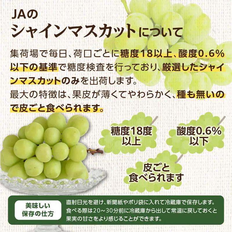【受付終了間近！】シャインマスカット 1.4kg(350g×4P)【JA八女】｜ 002-019