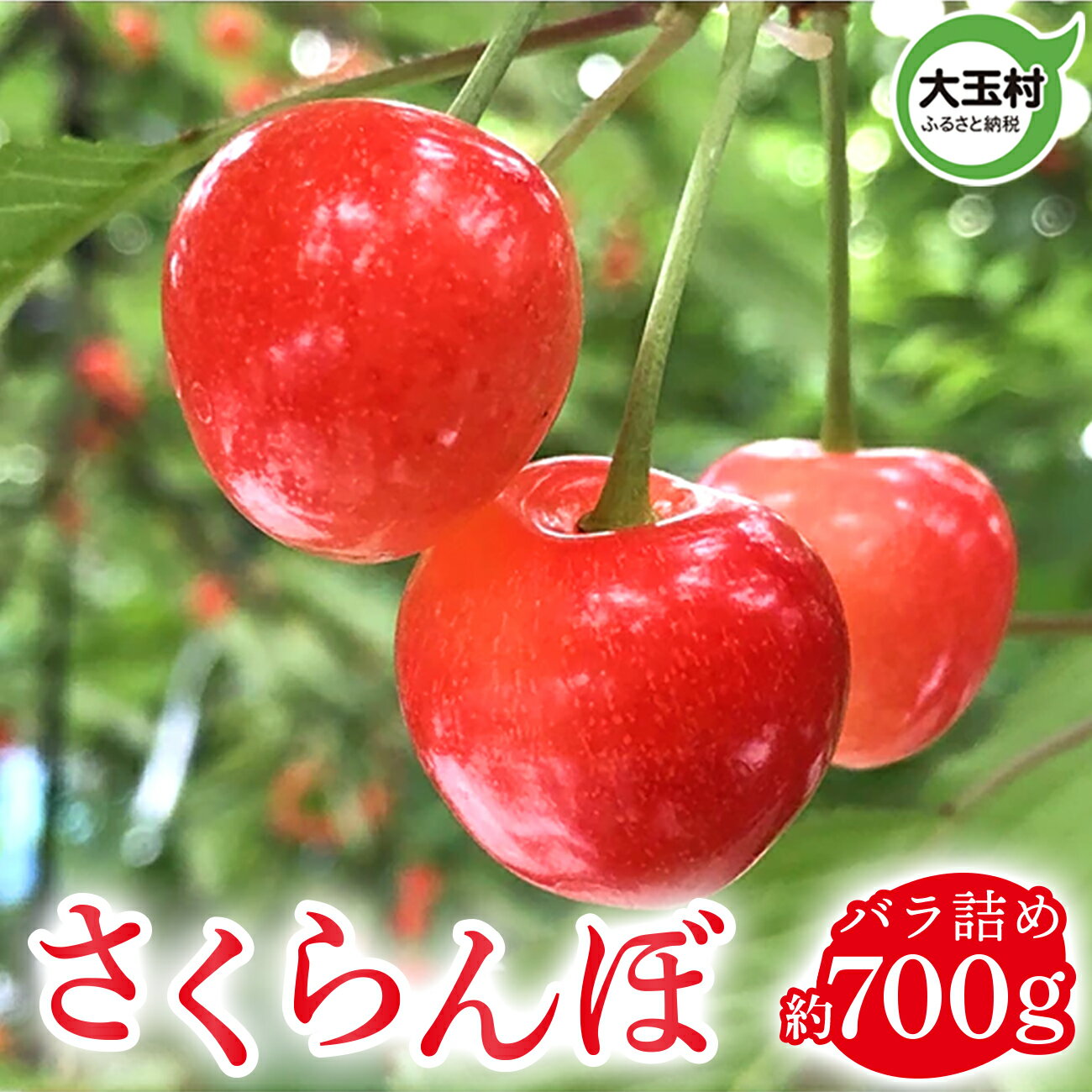 【ふるさと納税】さくらんぼ 5月31日入金分まで 約700g ( 正光錦 / 佐藤錦 )｜2025年6月上旬以降発送予定｜サクランボ 旬 果物 フルーツ ギフト 国産 果実 くだもの福島県 大玉村 先行予約