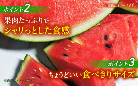 小玉すいか スイカ 2玉 令和8年産 ZCN005