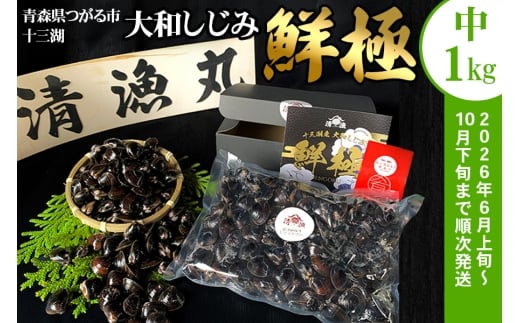 十三湖産 大和しじみ -鮮極- 中貝 1kg (500g×2パック)｜ヤマトシジミ貝 青森 津軽 十三湖 つがる みそ汁 冷蔵 生しじみ しじみ 貝 国産 中粒 しじみ汁 [0925]