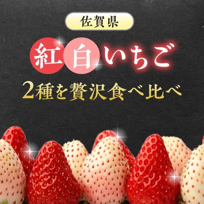 【全3回定期便】いちごさん・パールホワイト各220g 詰め合わせ / 佐賀県 / かわさきいちご [41ASBJ008]