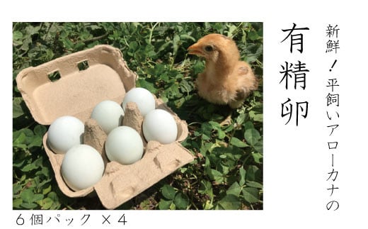 
[№5657-2472]新鮮！平飼いアローカナの有精卵（６個パック×４）《タナカファーム》
