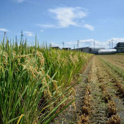 ふるさと納税 川西町 【令和7年産】特別栽培雪若丸　精米 5kg |  | 03
