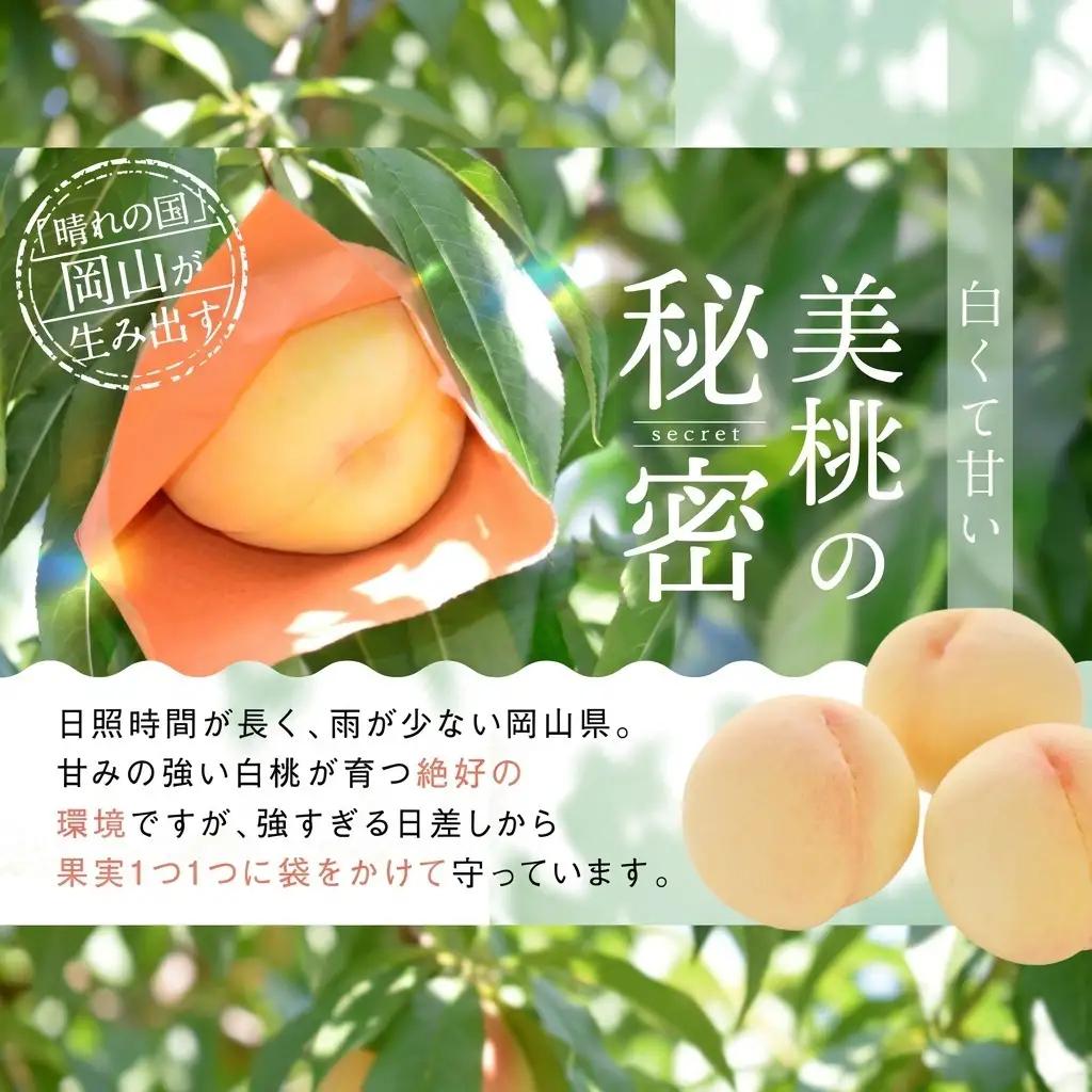 桃 2026年 先行予約 白桃 5玉 合計約1.3kg  岡山県産 桃