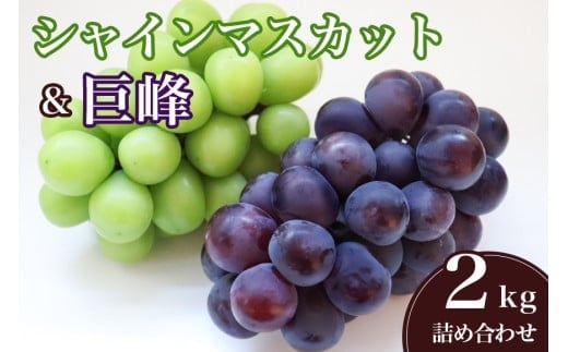 
            【 2025年 先行予約 】 シャインマスカット と 巨峰 ( 種あり ) 2kg 石田ぶどう園 ぶどう 詰合せ ブドウ 国産 果物 葡萄 フルーツ 2キロ 9月 10月 発送 秋 旬 品種 茨城県産 産地直送 産直 農家直送 冷蔵 茨城県 石岡市 (A02-008)
          