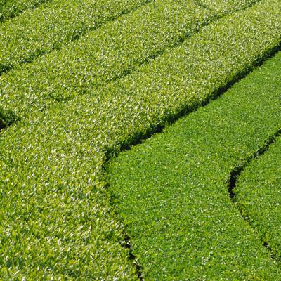 ふるさと納税 掛川市 【24本】掛川茶の香りを存分に味わうスパークリングティー | Apoptosis Sparkling |  | 02