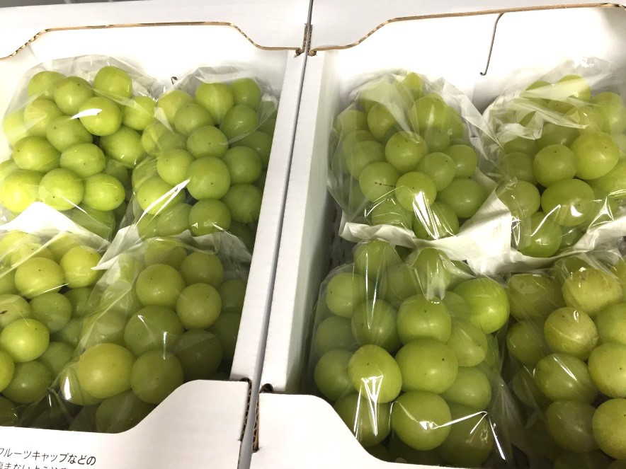 種がなく皮ごと食べることができるシャインマスカット。毎年全国の方に食べていただいています