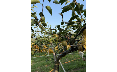 【先行予約】訳あり 数量限定 鳥取県産”王秋梨（おうしゅうなし）” 約5kg （7～15玉）≪2025年11月中旬頃出荷≫