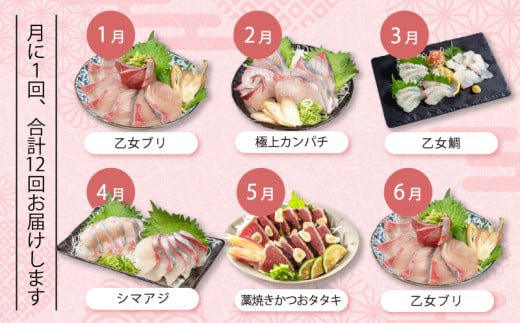 刺身 定期便 12ヶ月 小島水産 がお届けする！ 美味しい お刺身 1年 コース ( 鮮魚 下処理済 ) 産地直送 12回 新鮮 鮮魚 （ 鰤 ブリ 勘八 カンパチ 鯛 乙女鯛 真鯛 マダイ かつおの