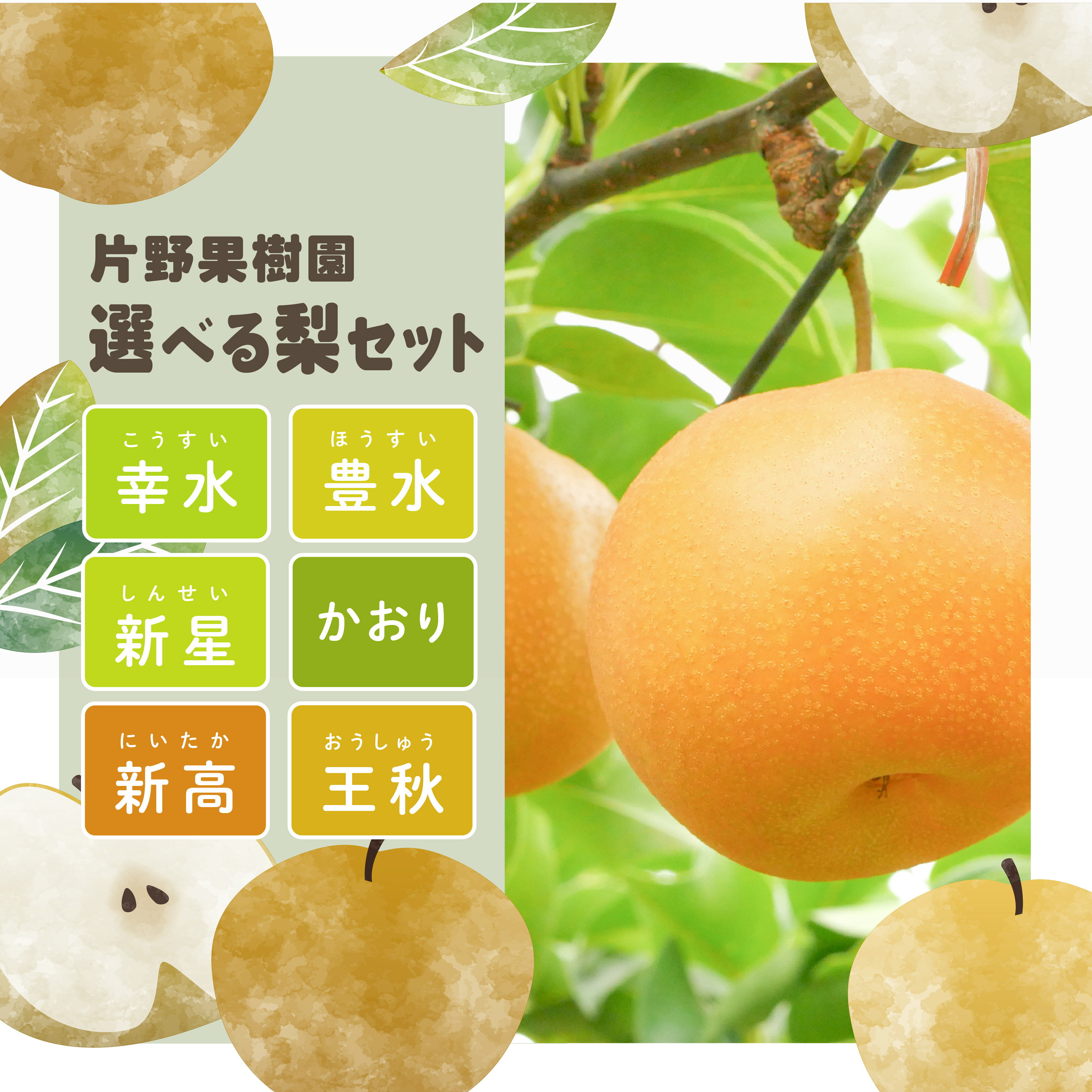 【ふるさと納税】＜ 先行予約 ＞【選べる内容量 / 品種】【2025年8月上旬以降発送】片野果樹園 幸水 豊水 新星 かおり 新高 王秋 梨 約 3kg 5kg なし ナシ フルーツ 果物 旬 産地直送 国産 茨城県