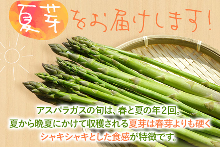 予約受付 数量限定 アスパラガス 夏芽 M~Lサイズ 1kg（500g×2） 2025年6月～8月頃 野菜福岡県 福岡 九州 グルメ お取り寄せ