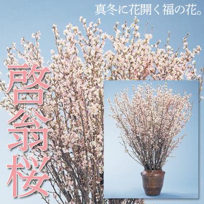 ふるさと納税 山形市 山形市産「啓翁桜」80cm(2〜3本入)×7袋 FZ26-829