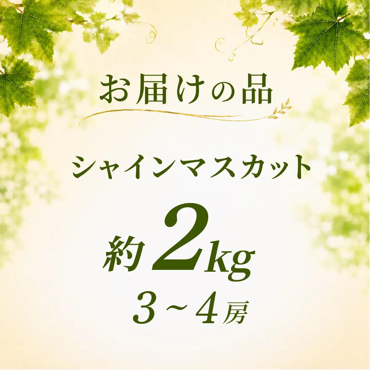 シャインマスカット 2kg シャインマスカット