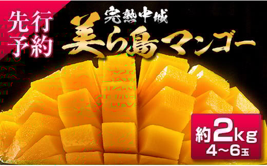 【2025年夏季出荷】 完熟中城美ら島マンゴー（優品） 約2kg　沖縄 特産品 完熟マンゴー フルーツ 果物 デザート スイーツ ジュース スムージー アイス シャーベット ソルベ 贈答 贈り物 プレゼント お土産 お見舞い お中元 ギフト 数量限定