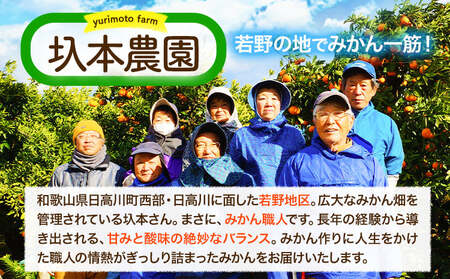 訳あり みかん 5kg 完熟 若野みかん 約5kg サイズ混合 圦本農園 