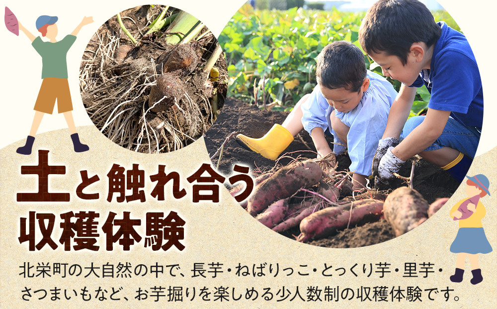 1284.【要予約 大人1名様用】北栄町 お芋収穫体験　長芋・ねばりっこ・とっくり芋・里芋・さつまいも　掘ったお芋5kg付き