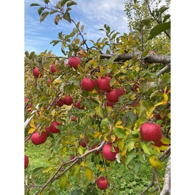 鎌田林檎園直送!　こだわりの個性派　葉隠れサンふじ　約3kg【贈答用】