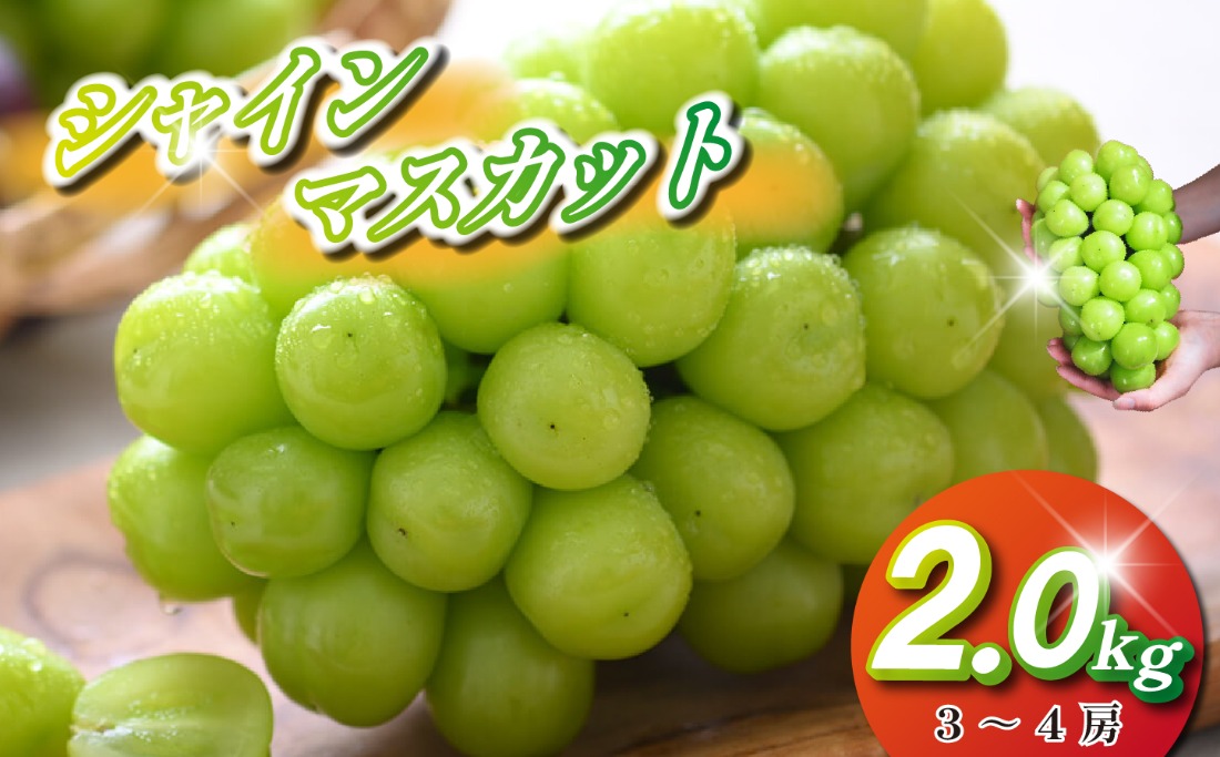 【観光農園直送！】シャインマスカット 2kg程度（3～4房 ぶどう ブドウ マスカット フルーツ 果物）