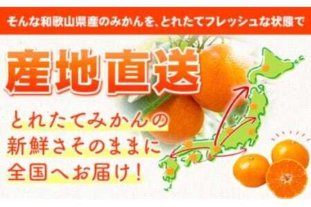 【訳あり/サイズ不選別】 和歌山みかん 約10kg 和歌山県産 《2025年11月中旬-1月中旬頃出荷》みかん