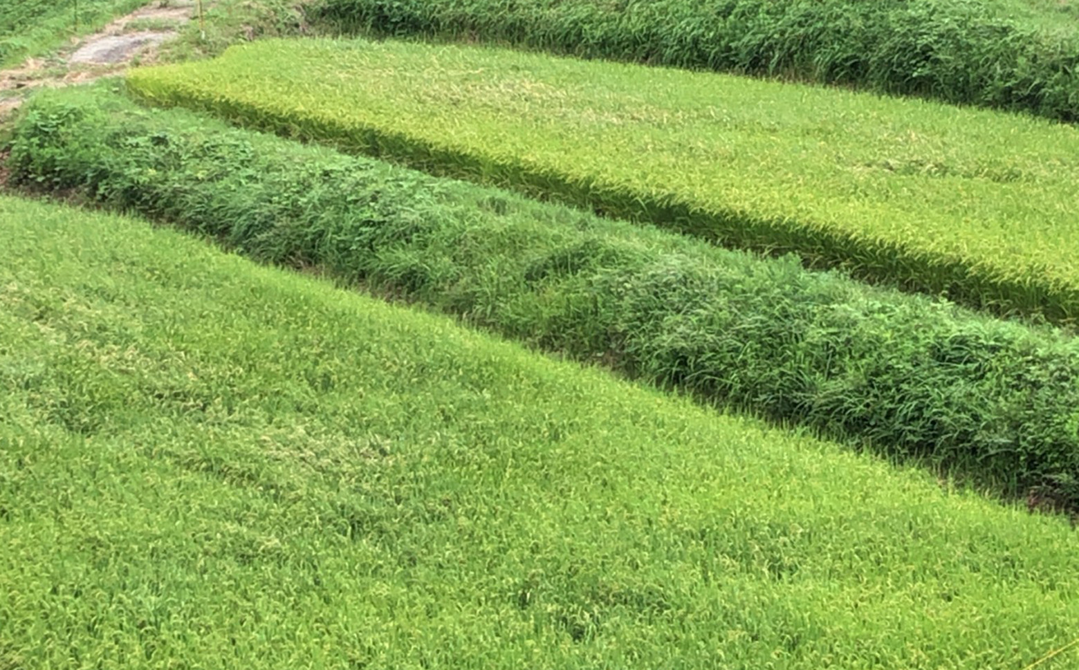 寒暖の差が大きく、深い山から湧き出る清らかな冷たい水に恵まれた場所です。