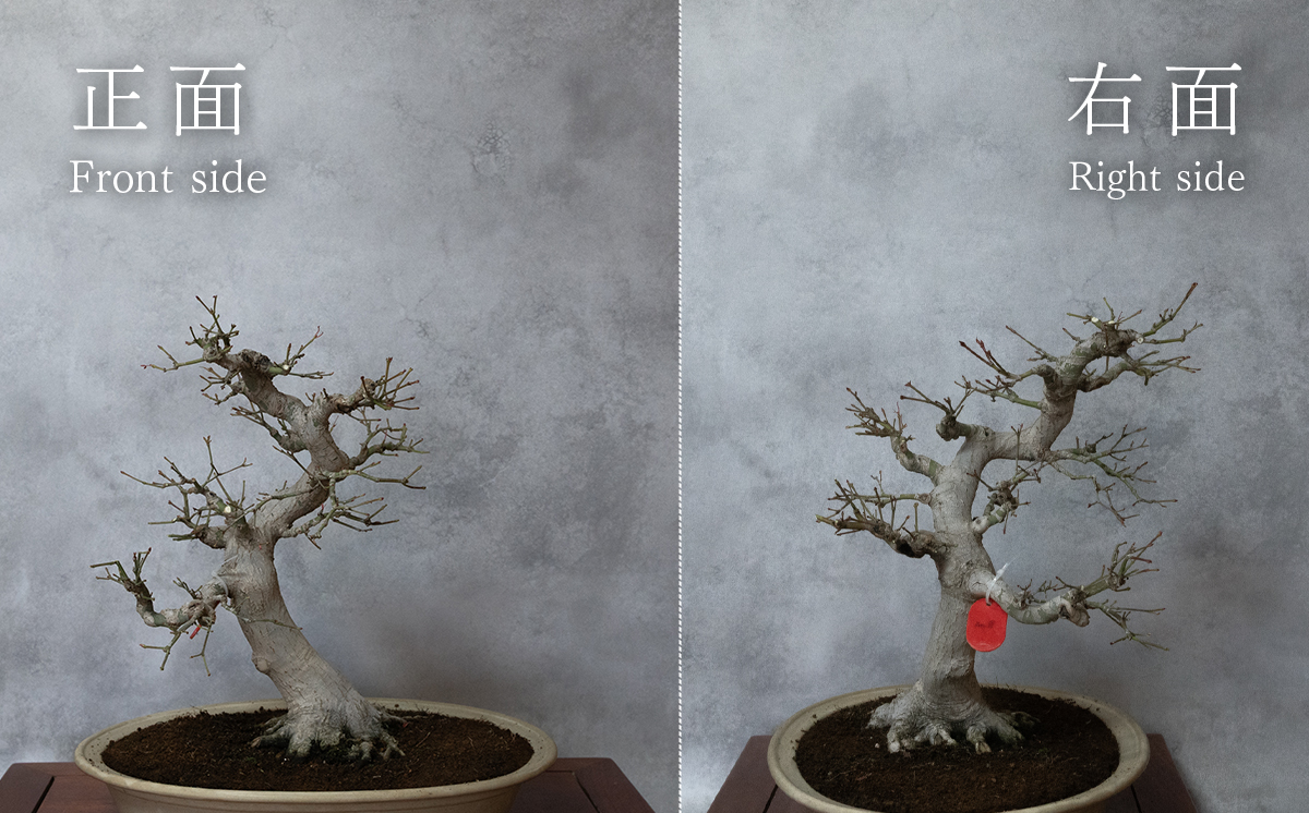 【1点物】 盆栽 もみじ （紅千鳥） (8) 国風盆栽展 入選 作家 古澤辰雄 ⑧もみじ（紅千鳥）取木６年