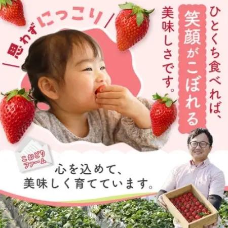【先行予約 2027年1月中旬以降発送】旬の品種を厳選 至福の完熟いちご 約800g【配送不可地域：離島・沖縄県】【1778753】