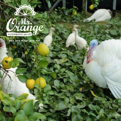 ふるさと納税 水俣市 環境マイスターと七面鳥が育てた「レモン」約3kg |  | 02