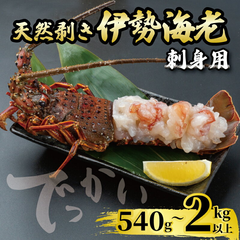 【ふるさと納税】 でっかい天然伊勢海老 刺身用 選べる 容量 540g ～ 2kg 以上 冷凍 ( 鍋 正月 バーベキュー 急速冷凍 えび エビ 高級 鮮魚 海鮮 魚介 刺身 焼き物 汁物 ギフト 贈答 贈り物 祝い 歳暮 中元 )