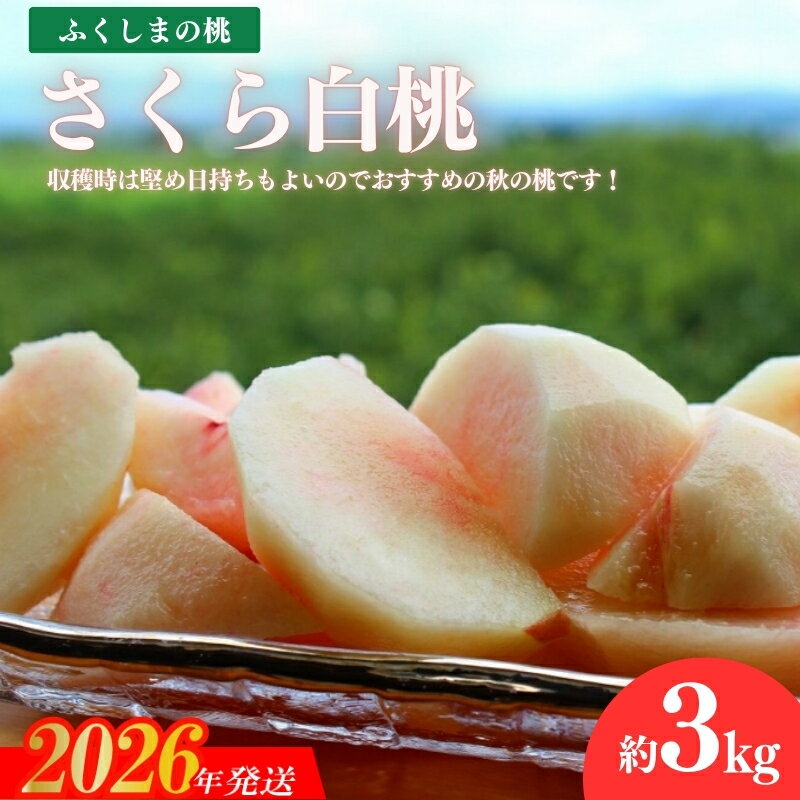 【ふるさと納税】No.2640福島の桃「さくら白桃」約3kg【2026年発送】