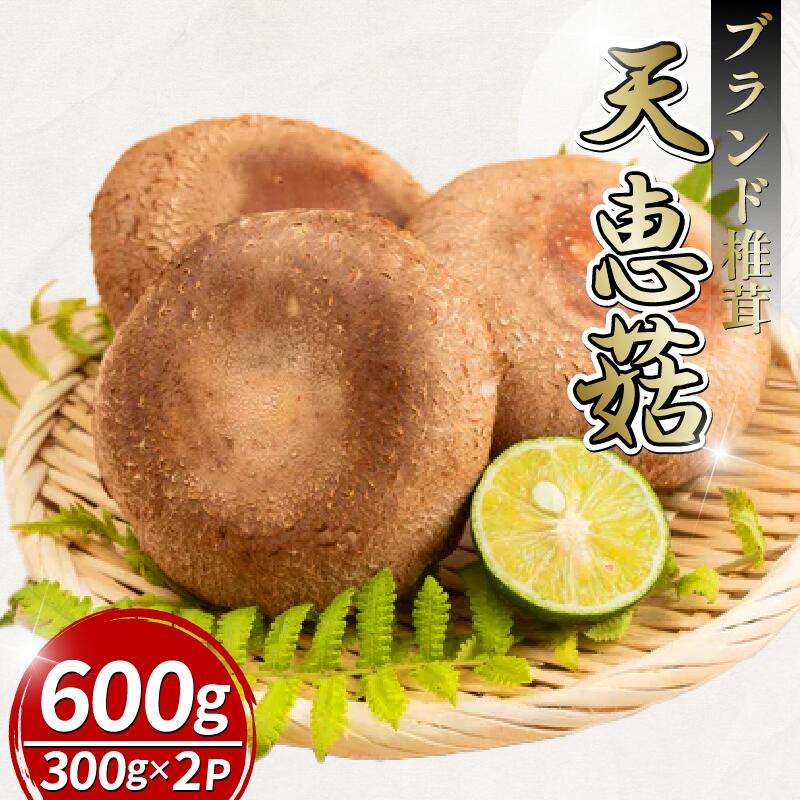 【ふるさと納税】 【11月順次発送】 天恵 椎茸 300g×2P しいたけ シイタケ てんけいこ 肉厚 幻 きのこ キノコ 菌床 焼き物 揚げ物 鍋 BBQ 野菜 贈り物 プレゼント 徳島県