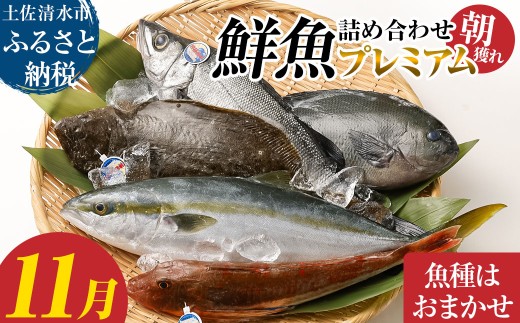 旬の朝獲れ鮮魚詰め合わせ（プレミアム）【2026年11月配送※着日指定不可】 鮮魚 ボックス 詰め合わせ【以布利定置網　漁師直送】朝獲れ 旬 魚介 海鮮 魚 さかな せんぎょ 鮮魚セット おまかせ お任せ【S00819-11】