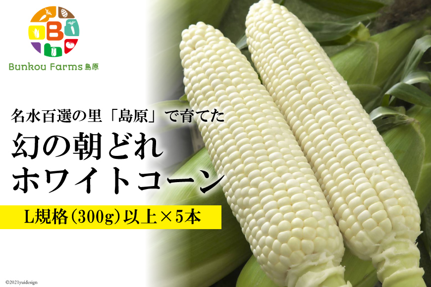 CE278 6月中旬から出荷！「幻の朝どれホワイトコーン！」 Lサイズ以上×5本 ～名水百選の里 島原産～
