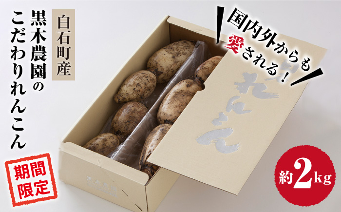 
おいしさ絶品！こだわり れんこん 約2kg 化粧箱 （白）入り 【黒木農園】 [IAU001]
