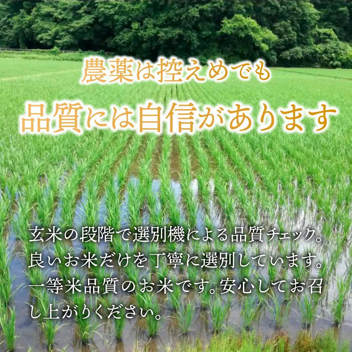 令和8年度 新米 コシヒカリ 玄米 30kg  | 新米 お米 こしひかり コシヒカリ