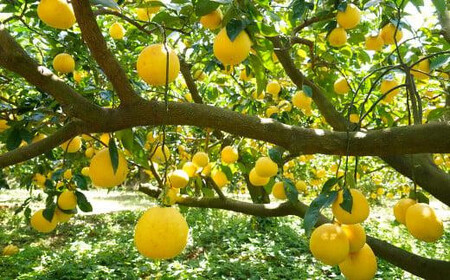 河内晩柑 大玉 9kg みかんの山祥