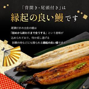 完全無投薬 仁淀川の伏流水で育てた贅沢うなぎ蒲焼き 中（約150ｇ×1尾 ）ギフトセット 池澤鮮魚