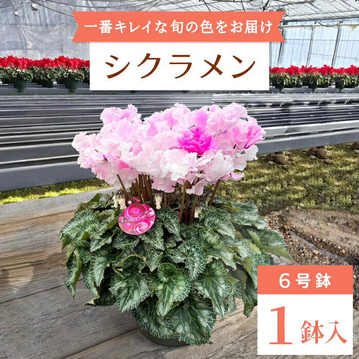 【ふるさと納税】愛知県 設楽町産 シクラメン 6号鉢花 ピンク 白 赤 プレゼント 贈り物 鉢花 鉢 ガーデン ガーデニング 高品質 クリスマス -035