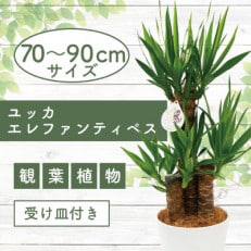 【観葉植物】ユッカ・エレファンティペス70cm～90cm