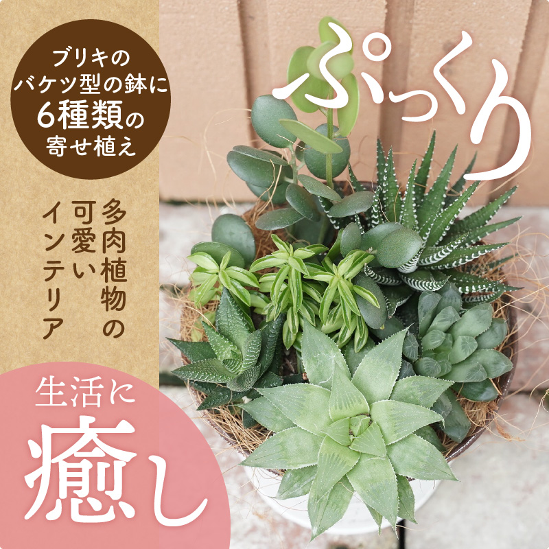 多肉植物６種【令和元年 農林水産大臣賞受賞】ブリキバケツ型室内用の鉢植えインテリア プレゼント ギフト 癒し  H195-001
