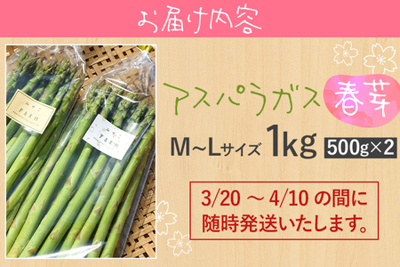 期間限定 アスパラガス 春芽 M~Lサイズ 1kg（500g×2） 2025年 3月 4月 福岡県 福岡 九州 グルメ お取り寄せ