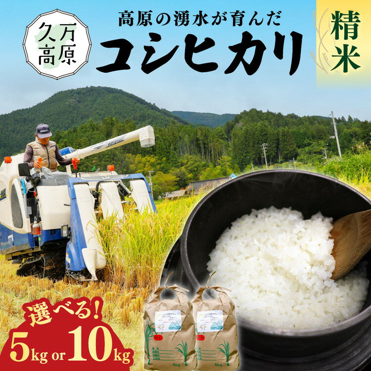 【ふるさと納税】【選べる容量】【R7年産】愛媛県 久万高原町 コシヒカリ5kg・10kg 精米 ｜ お米 コメ こめ 令和7年産 5kg 10kg ご飯 ごはん 朝食 昼食 家庭用 ※北海道・沖縄・離島への配送不可